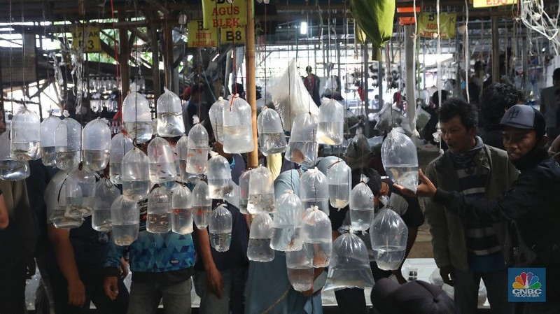 Aktivitas jual beli di sentra penjualan ikan hias di Parung, Bogor, Jawa Barat. (CNBC Indonesia/Andrean Kristianto)