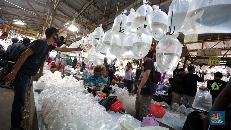 Aktivitas jual beli di sentra penjualan ikan hias di Parung, Bogor, Jawa Barat. (CNBC Indonesia/Andrean Kristianto)