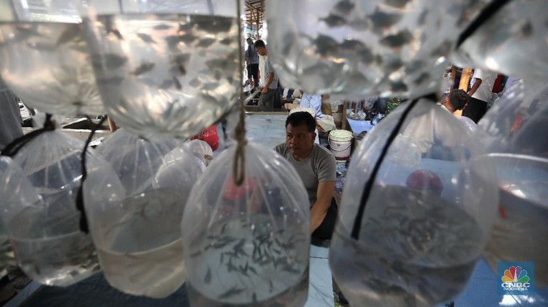 Aktivitas jual beli di sentra penjualan ikan hias di Parung, Bogor, Jawa Barat. (CNBC Indonesia/Andrean Kristianto)