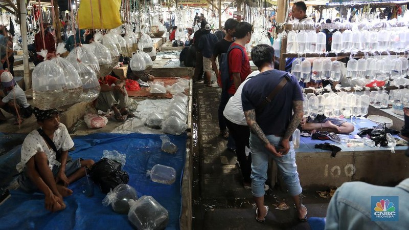 Aktivitas jual beli di sentra penjualan ikan hias di Parung, Bogor, Jawa Barat. (CNBC Indonesia/Andrean Kristianto)