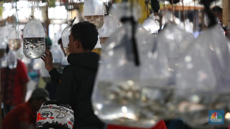 Aktivitas jual beli di sentra penjualan ikan hias di Parung, Bogor, Jawa Barat. (CNBC Indonesia/Andrean Kristianto)