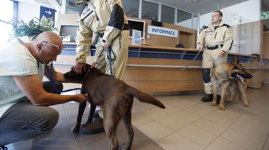 Anggota tim SAR Ceko beserta anjing pelacak berjalan menaiki pesawat di bandara Vaclav Havel di Praha, Rabu (5/8/2020). Republik Ceko mengirimkan sekitar 37 personel dan lima ekor anjing pelacak untuk membantu pencarian korban ledakan dahsyat di Beirut, Lebanon. (AP Photo/Petr David Josek)