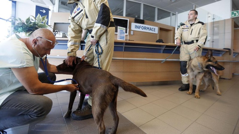 Anggota tim SAR Ceko beserta anjing pelacak berjalan menaiki pesawat di bandara Vaclav Havel di Praha, Rabu (5/8/2020). Republik Ceko mengirimkan sekitar 37 personel dan lima ekor anjing pelacak untuk membantu pencarian korban ledakan dahsyat di Beirut, Lebanon. (AP Photo/Petr David Josek)