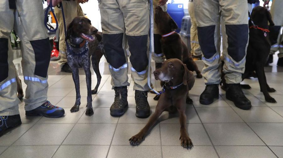 Anggota tim SAR Ceko beserta anjing pelacak berjalan menaiki pesawat di bandara Vaclav Havel di Praha, Rabu (5/8/2020). Republik Ceko mengirimkan sekitar 37 personel dan lima ekor anjing pelacak untuk membantu pencarian korban ledakan dahsyat di Beirut, Lebanon. (AP Photo/Petr David Josek)