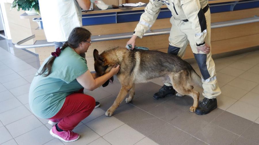 Anggota tim SAR Ceko beserta anjing pelacak berjalan menaiki pesawat di bandara Vaclav Havel di Praha, Rabu (5/8/2020). Republik Ceko mengirimkan sekitar 37 personel dan lima ekor anjing pelacak untuk membantu pencarian korban ledakan dahsyat di Beirut, Lebanon. (AP Photo/Petr David Josek)
