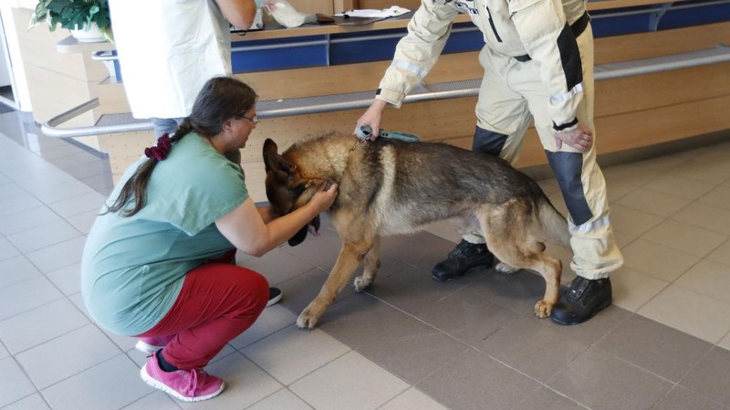Anggota tim SAR Ceko beserta anjing pelacak berjalan menaiki pesawat di bandara Vaclav Havel di Praha, Rabu (5/8/2020). Republik Ceko mengirimkan sekitar 37 personel dan lima ekor anjing pelacak untuk membantu pencarian korban ledakan dahsyat di Beirut, Lebanon. (AP Photo/Petr David Josek)