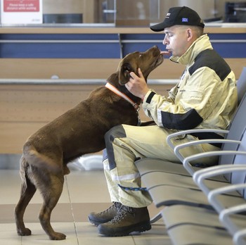 Ceko Kirim Bantuan Anjing Pelacak ke Lebanon