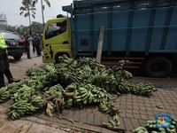 Kiamat Pisang di Depan Mata, Manusia Bisa Jadi Juru Selamat