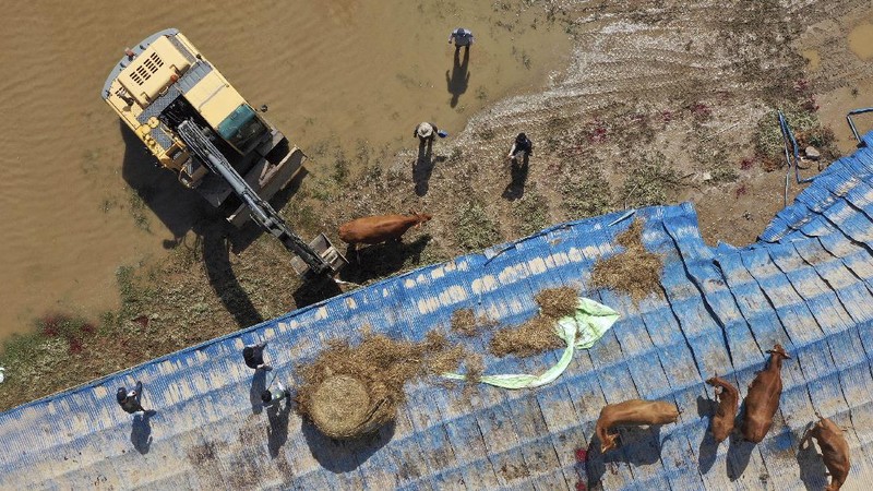 A herd of cattle are seen on the roof of houses after the water drained from the submerged residential area, following heavy rain in Gurye, South Korea, Sunday, Aug. 9, 2020. More than a week of torrential rain in South Korea has caused deadly landslides, floods and other incidents while the government is warning of further downpour. (Park Chul-heung/Yonhap via AP)