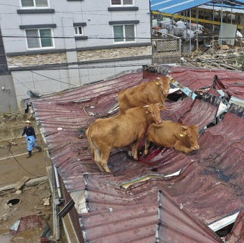 Banjir & Longsor Korsel, Sapi Sampai Hanyut ke Atap Rumah!