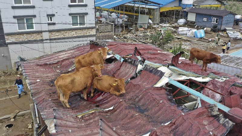 A herd of cattle are seen on the roof of houses after the water drained from the submerged residential area, following heavy rain in Gurye, South Korea, Sunday, Aug. 9, 2020. More than a week of torrential rain in South Korea has caused deadly landslides, floods and other incidents while the government is warning of further downpour. (Park Chul-heung/Yonhap via AP)