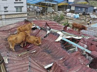 Banjir & Longsor Korsel, Sapi Sampai Hanyut ke Atap Rumah!