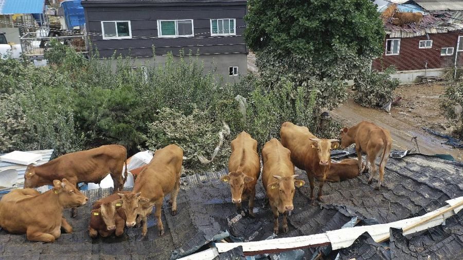 A herd of cattle are seen on the roof of houses after the water drained from the submerged residential area, following heavy rain in Gurye, South Korea, Sunday, Aug. 9, 2020. More than a week of torrential rain in South Korea has caused deadly landslides, floods and other incidents while the government is warning of further downpour. (Park Chul-heung/Yonhap via AP)