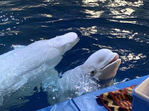 Tahukah Kamu, Paus Beluga Berkomunikasi dengan Mengubah Bentuk Dahi!