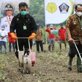 Targetkan Produksi 9 Ton/Ha, RI Kejar Swasembada Jagung