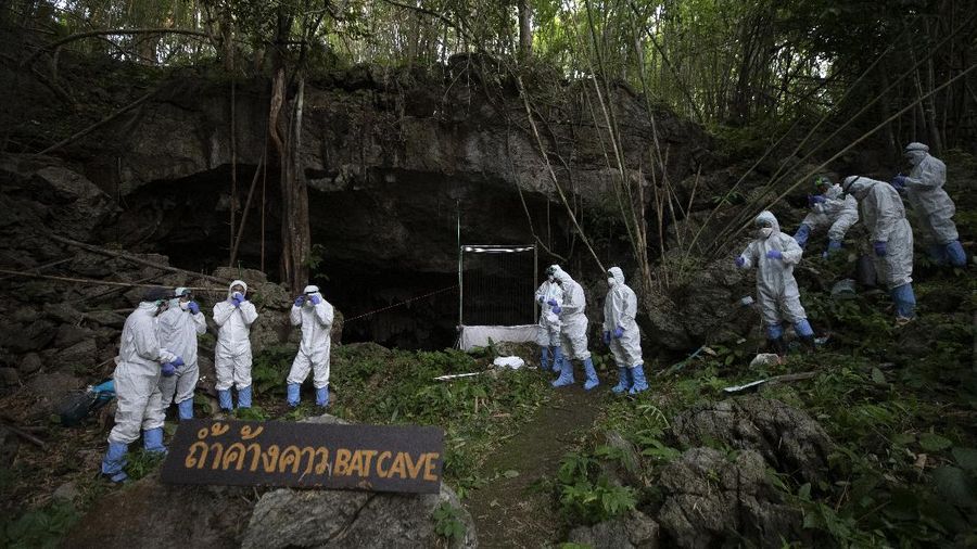 Researchers set up equipment for catch bat in front of cave inside Sai Yok National Park in Kanchanaburi province, west of Bangkok, Thailand, Friday, July 31, 2020. Thai researchers are collecting samples from bats to test if they could also carry a novel coronavirus, similar to what bats in China are found to have. The result could help answer the question everyone is asking – what's the origin of the COVID-19 virus? (AP Photo/Sakchai Lalit)