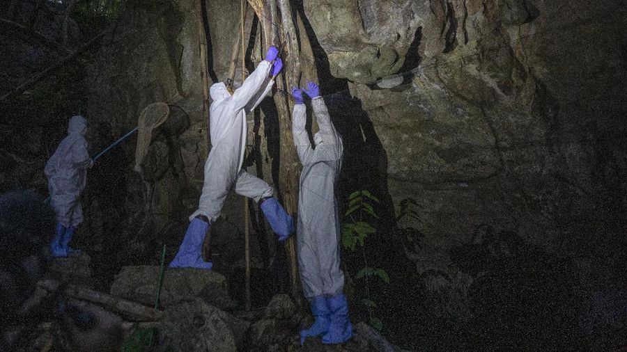 Researchers set up equipment for catch bat in front of cave inside Sai Yok National Park in Kanchanaburi province, west of Bangkok, Thailand, Friday, July 31, 2020. Thai researchers are collecting samples from bats to test if they could also carry a novel coronavirus, similar to what bats in China are found to have. The result could help answer the question everyone is asking – what's the origin of the COVID-19 virus? (AP Photo/Sakchai Lalit)