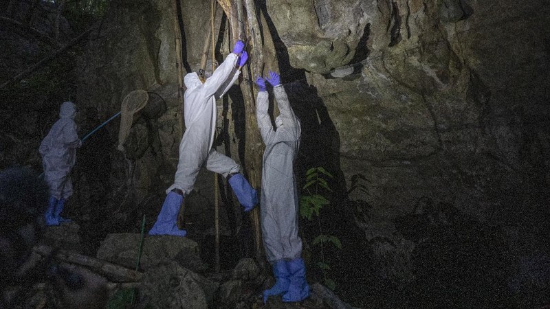Researchers set up equipment for catch bat in front of cave inside Sai Yok National Park in Kanchanaburi province, west of Bangkok, Thailand, Friday, July 31, 2020. Thai researchers are collecting samples from bats to test if they could also carry a novel coronavirus, similar to what bats in China are found to have. The result could help answer the question everyone is asking – what's the origin of the COVID-19 virus? (AP Photo/Sakchai Lalit)