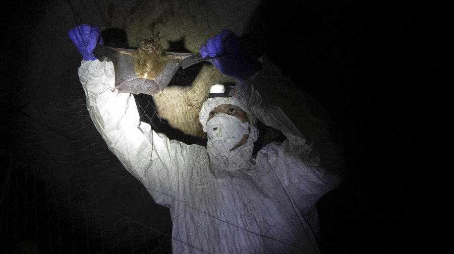 Researchers set up equipment for catch bat in front of cave inside Sai Yok National Park in Kanchanaburi province, west of Bangkok, Thailand, Friday, July 31, 2020. Thai researchers are collecting samples from bats to test if they could also carry a novel coronavirus, similar to what bats in China are found to have. The result could help answer the question everyone is asking – what's the origin of the COVID-19 virus? (AP Photo/Sakchai Lalit)