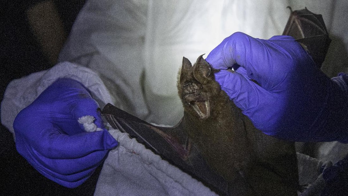 Geger Bocah 10 Tahun Meninggal Rabies Usai Ditempel Kelelawar