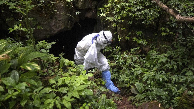 Researchers set up equipment for catch bat in front of cave inside Sai Yok National Park in Kanchanaburi province, west of Bangkok, Thailand, Friday, July 31, 2020. Thai researchers are collecting samples from bats to test if they could also carry a novel coronavirus, similar to what bats in China are found to have. The result could help answer the question everyone is asking – what's the origin of the COVID-19 virus? (AP Photo/Sakchai Lalit)