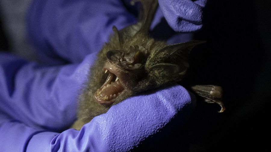 Researchers set up equipment for catch bat in front of cave inside Sai Yok National Park in Kanchanaburi province, west of Bangkok, Thailand, Friday, July 31, 2020. Thai researchers are collecting samples from bats to test if they could also carry a novel coronavirus, similar to what bats in China are found to have. The result could help answer the question everyone is asking – what's the origin of the COVID-19 virus? (AP Photo/Sakchai Lalit)