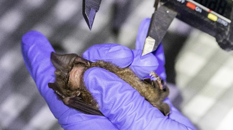 Researchers set up equipment for catch bat in front of cave inside Sai Yok National Park in Kanchanaburi province, west of Bangkok, Thailand, Friday, July 31, 2020. Thai researchers are collecting samples from bats to test if they could also carry a novel coronavirus, similar to what bats in China are found to have. The result could help answer the question everyone is asking – what's the origin of the COVID-19 virus? (AP Photo/Sakchai Lalit)