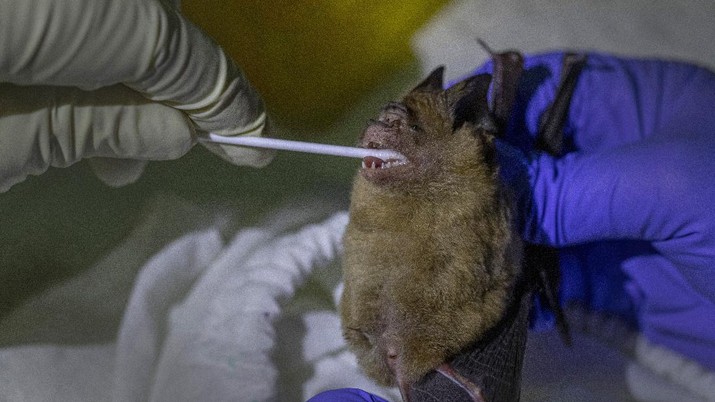 Researchers set up equipment for catch bat in front of cave inside Sai Yok National Park in Kanchanaburi province, west of Bangkok, Thailand, Friday, July 31, 2020. Thai researchers are collecting samples from bats to test if they could also carry a novel coronavirus, similar to what bats in China are found to have. The result could help answer the question everyone is asking – what's the origin of the COVID-19 virus? (AP Photo/Sakchai Lalit)