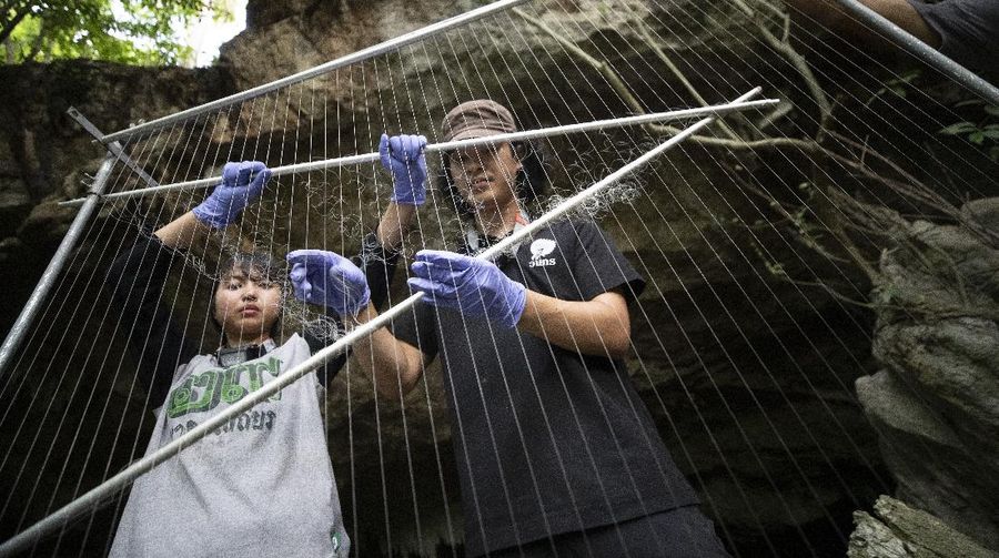 Researchers set up equipment for catch bat in front of cave inside Sai Yok National Park in Kanchanaburi province, west of Bangkok, Thailand, Friday, July 31, 2020. Thai researchers are collecting samples from bats to test if they could also carry a novel coronavirus, similar to what bats in China are found to have. The result could help answer the question everyone is asking – what's the origin of the COVID-19 virus? (AP Photo/Sakchai Lalit)