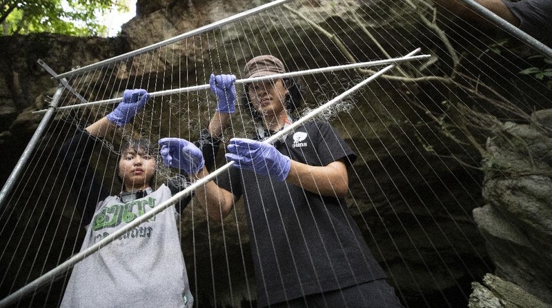 Researchers set up equipment for catch bat in front of cave inside Sai Yok National Park in Kanchanaburi province, west of Bangkok, Thailand, Friday, July 31, 2020. Thai researchers are collecting samples from bats to test if they could also carry a novel coronavirus, similar to what bats in China are found to have. The result could help answer the question everyone is asking – what's the origin of the COVID-19 virus? (AP Photo/Sakchai Lalit)