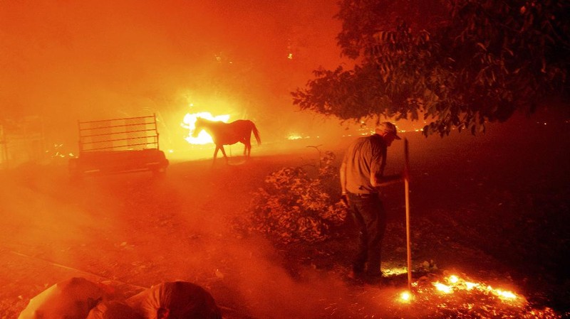 Kebakaran hutan California meluas. (AP/Nic Coury)