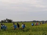 Cegah Wereng Coklat, Kementan Gercep Amankan Produksi Padi