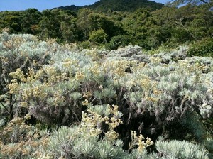 Kisah Edelweiss, Bunga Abadi yang Terancam Punah
