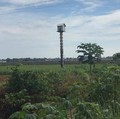 Burung Hantu Jadi Andalan Kementan Basmi Hama Tikus