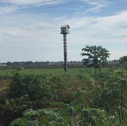 Burung Hantu Jadi Andalan Kementan Basmi Hama Tikus