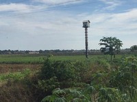 Burung Hantu Jadi Andalan Kementan Basmi Hama Tikus