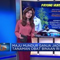 Maju Mundur Ganja Jadi Tanaman Obat Binaan di Indonesia