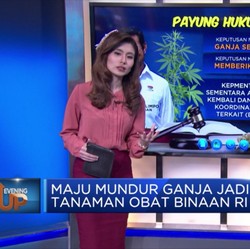 Maju Mundur Ganja Jadi Tanaman Obat Binaan di Indonesia