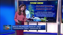 Maju Mundur Ganja Jadi Tanaman Obat Binaan di Indonesia