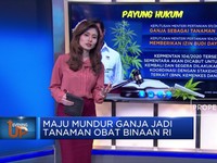 Maju Mundur Ganja Jadi Tanaman Obat Binaan di Indonesia