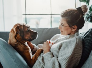 10 Tips Melatih Anjing Peliharaan agar Pintar, Jinak, dan Tidak Menggigit