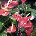Mau Cuan Rawat Anthurium, Hindari 5 Hal Ini yah Bunda