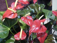 Dear Bunda, 4 Tanaman Hias Ini Mengandung Aroma Terapi Lho