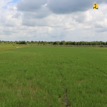 Mengintip Lahan 'Raksasa' Singkong yang Bakal Digarap Prabowo