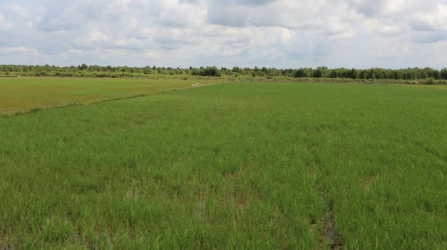 Rehabilitasi dan Peningkatan Irigasi untuk Pengembangan Food Estate di Kalteng Dimulai Oktober 2020 (Dok. PUPR)