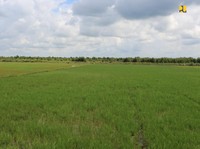 Mengintip Lahan 'Raksasa' Singkong yang Bakal Digarap Prabowo
