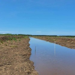 Tahun Depan, Rumah Petani Singkong Food Estate Mulai Dibangun