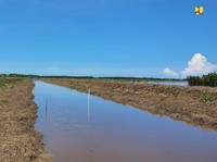 Basuki Soal Food Estate Jokowi: Masalahnya Irigasi Tersumbat