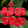 7 Tanaman Hias Outdoor Ini Gampang Dirawat, Gak Bikin Repot