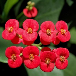 7 Tanaman Hias Outdoor Ini Gampang Dirawat, Gak Bikin Repot